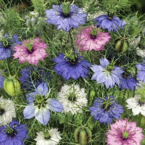 Çörekotu tohumu nigella damascena Genta