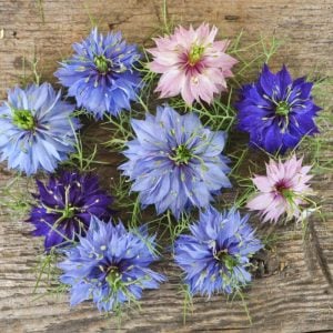 Çörekotu tohumu nigella damascena Genta
