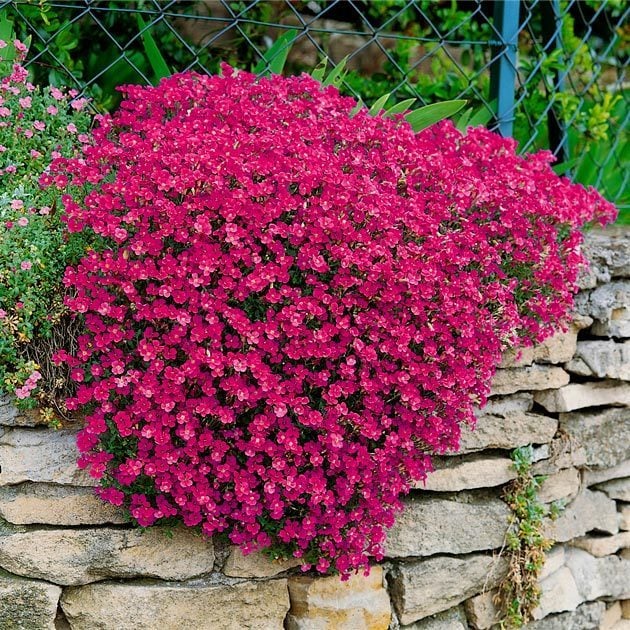 Kırmızı sarkan aubrieta tohumu çiçekli obrezya cascade tohumu
