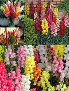 Tetra aslanağzı tohumu karışımı snapdragon tetra mix