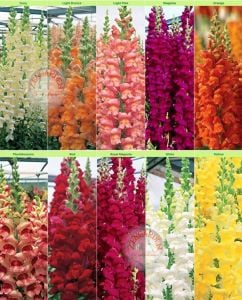 Tetra aslanağzı tohumu karışımı snapdragon tetra mix