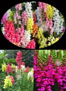 Tetra aslanağzı tohumu karışımı snapdragon tetra mix