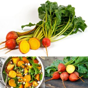 Detroit altın pancar tohumu atalık beet golden