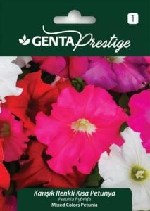 Karışık renkli kısa petunya tohumu Genta Prestige