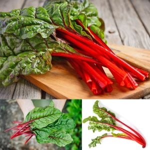 Yakut kırmızı saplı pazı tohumu ruby red chard
