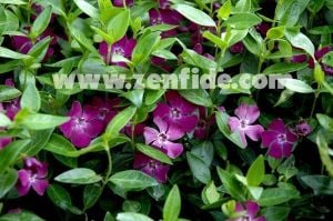 Verino kırmızı çiçekli vinca minor fidesi yerörtücü