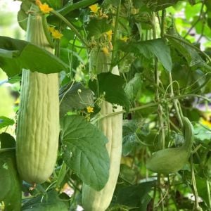 Geleneksel Ermeni acuru tohumu cucumis melo