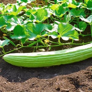 Geleneksel Ermeni acuru tohumu cucumis melo