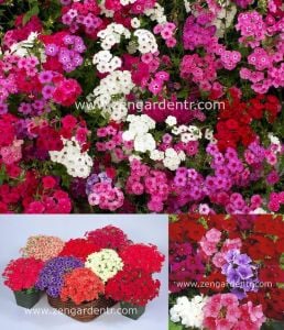 Karışık renkli alev çiçeği tohumu Genta phlox drummondii