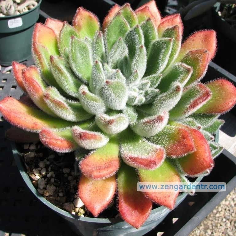 Echeveria setosa Doris Taylor