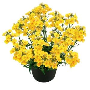 Sarı nemezya çiçeği fidesi nemesia lyric yellow 7 yada 9 cm saksıda