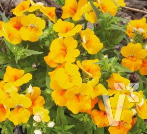 Sarı nemezya çiçeği fidesi nemesia lyric yellow 7 yada 9 cm saksıda