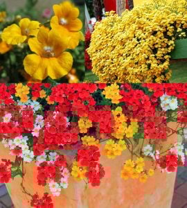 Sarı nemezya çiçeği fidesi nemesia lyric yellow