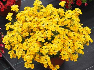 Sarı nemezya çiçeği fidesi nemesia lyric yellow 7 yada 9 cm saksıda