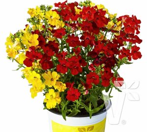 Sarı nemezya çiçeği fidesi nemesia lyric yellow 7 yada 9 cm saksıda