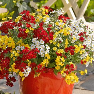 Sarı nemezya çiçeği fidesi nemesia lyric yellow 7 yada 9 cm saksıda