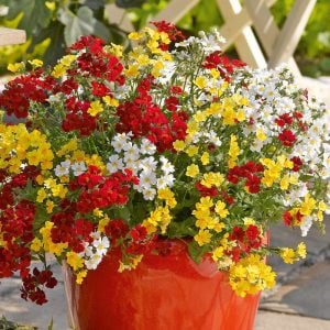 Sarı nemezya çiçeği fidesi nemesia lyric yellow