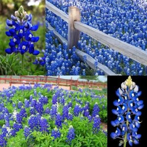 Bodur mavi lupin acıbakla tohumu lupinus texensis texas blue bonnet