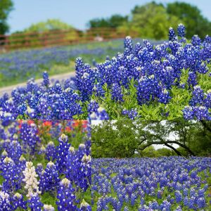 Bodur mavi lupin acıbakla tohumu lupinus texensis texas blue bonnet