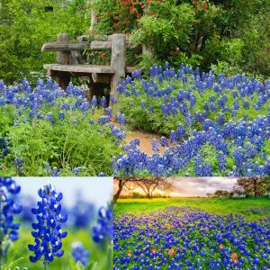 Bodur mavi lupin acıbakla tohumu lupinus texensis texas blue bonnet