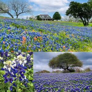 Bodur mavi lupin acıbakla tohumu lupinus texensis texas blue bonnet