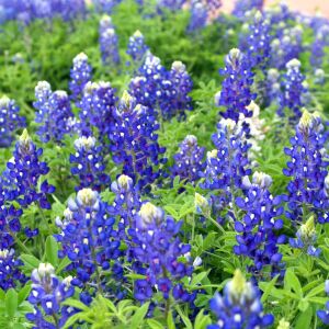 Bodur mavi lupin acıbakla tohumu lupinus texensis texas blue bonnet