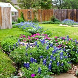 Bodur mavi lupin acıbakla tohumu lupinus texensis texas blue bonnet