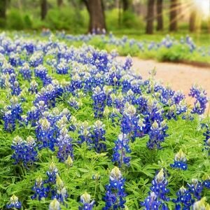 Bodur mavi lupin acıbakla tohumu lupinus texensis texas blue bonnet