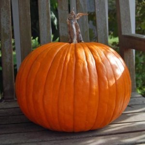 Hasat balkabağı tohumu harvest moon pumpkin F1