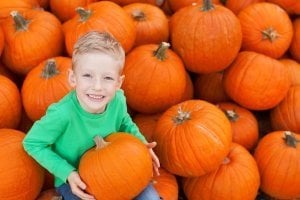 Hasat balkabağı tohumu harvest moon pumpkin F1