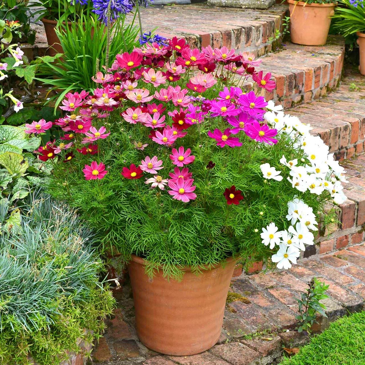 Cosmos tohumu kozmos saksıya uygun bodur karışımı