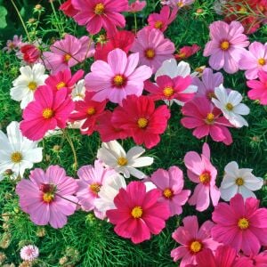 Cosmos tohumu kozmos saksıya uygun bodur karışımı