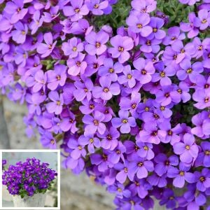 Mor sarkan aubrieta tohumu çiçekli obrezya cascade tohumu