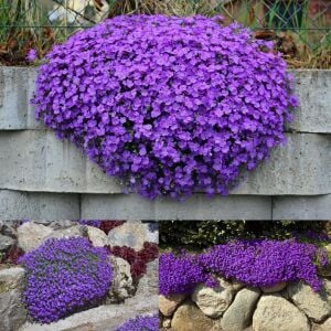 Mor sarkan aubrieta tohumu çiçekli obrezya cascade tohumu