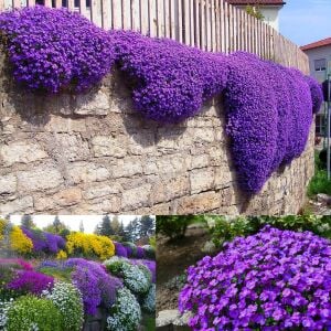Mor sarkan aubrieta tohumu çiçekli obrezya cascade tohumu