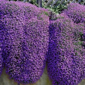 Mor sarkan aubrieta tohumu çiçekli obrezya cascade tohumu