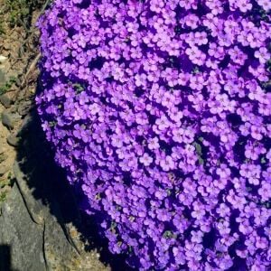 Mor sarkan aubrieta tohumu çiçekli obrezya cascade tohumu
