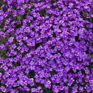 Mor sarkan aubrieta tohumu çiçekli obrezya cascade tohumu