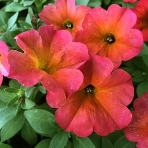 Renk değiştiren kırmızı maple petunya fidesi petunia red maple