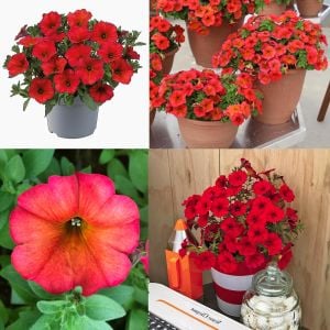 Renk değiştiren kırmızı maple petunya fidesi petunia red maple