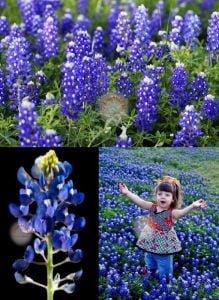 Bodur mavi lupin acıbakla tohumu lupinus texensis texas blue bonnet