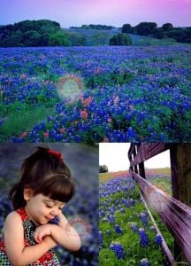 Bodur mavi lupin acıbakla tohumu lupinus texensis texas blue bonnet