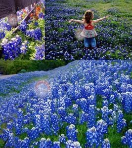 Bodur mavi lupin acıbakla tohumu lupinus texensis texas blue bonnet