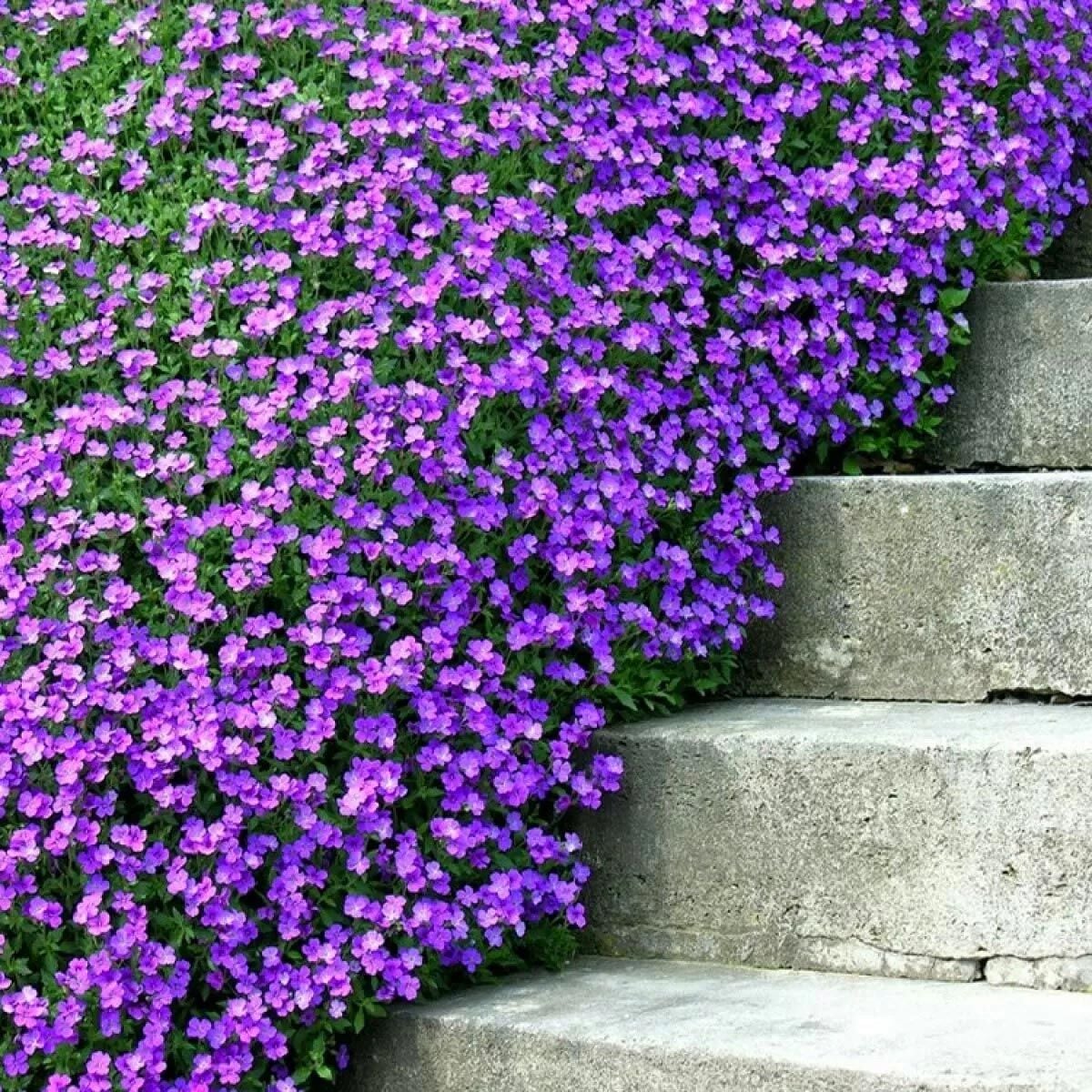 Mor sarkan aubrieta tohumu çiçekli obrezya cascade tohumu