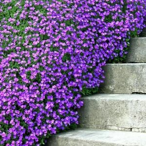 Mor sarkan aubrieta tohumu çiçekli obrezya cascade tohumu