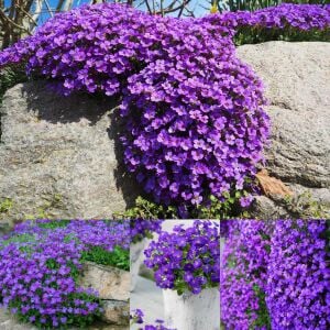 Mor sarkan aubrieta tohumu çiçekli obrezya cascade tohumu