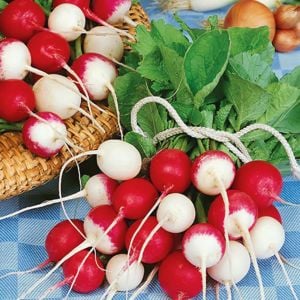 Konfeti turp tohumu confetti mix radish