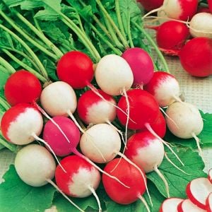 Konfeti turp tohumu confetti mix radish