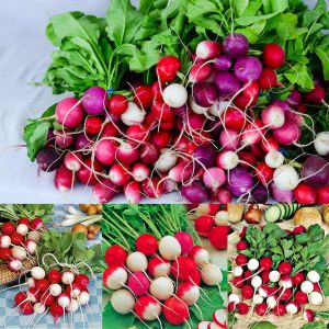 Konfeti turp tohumu confetti mix radish