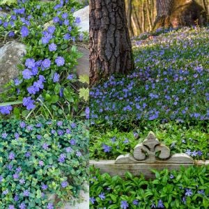 Hawaii mavi çiçekli vinca minor fidesi yerörtücü